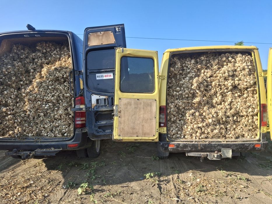 Usturoi Baib și Usturoi normal de Copalau