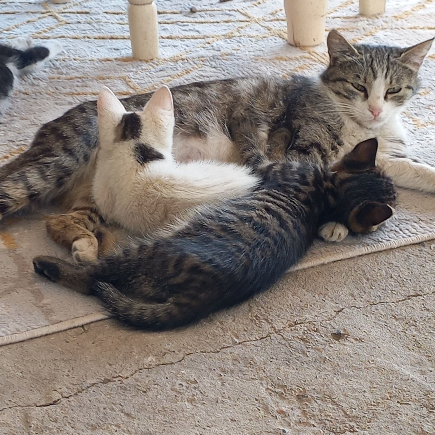 Котята чистые ухоженые