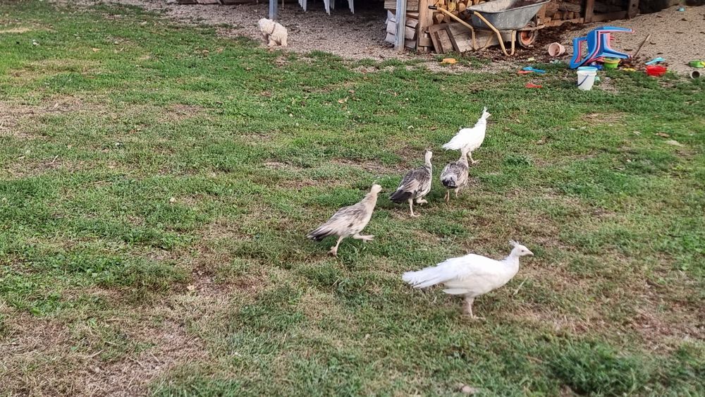 Vând Păuni diferite culori