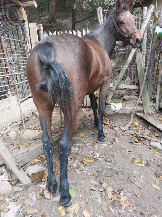 Vând iapa de 2 anii!