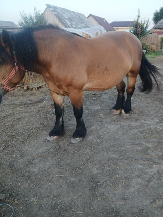 Trei iepe de vânzare