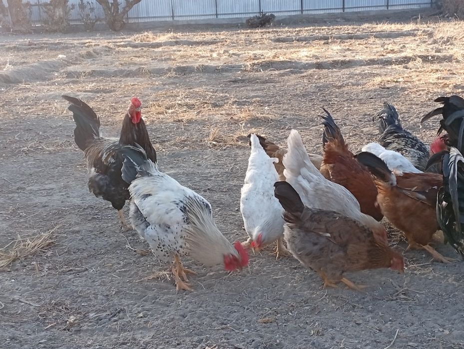 Әтеш сатамын 5000