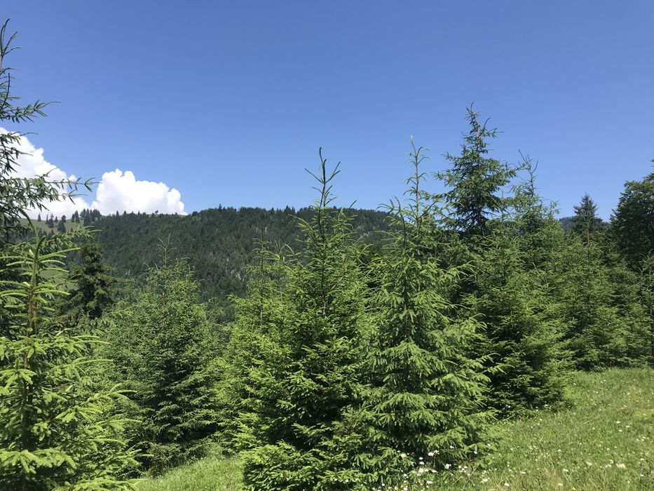 Teren Rucar Bran Valea Cheii