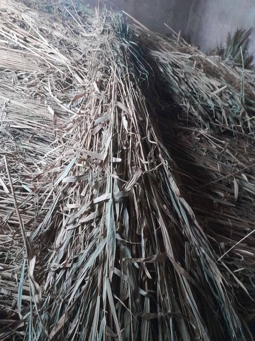 Камыш продам  90 шт