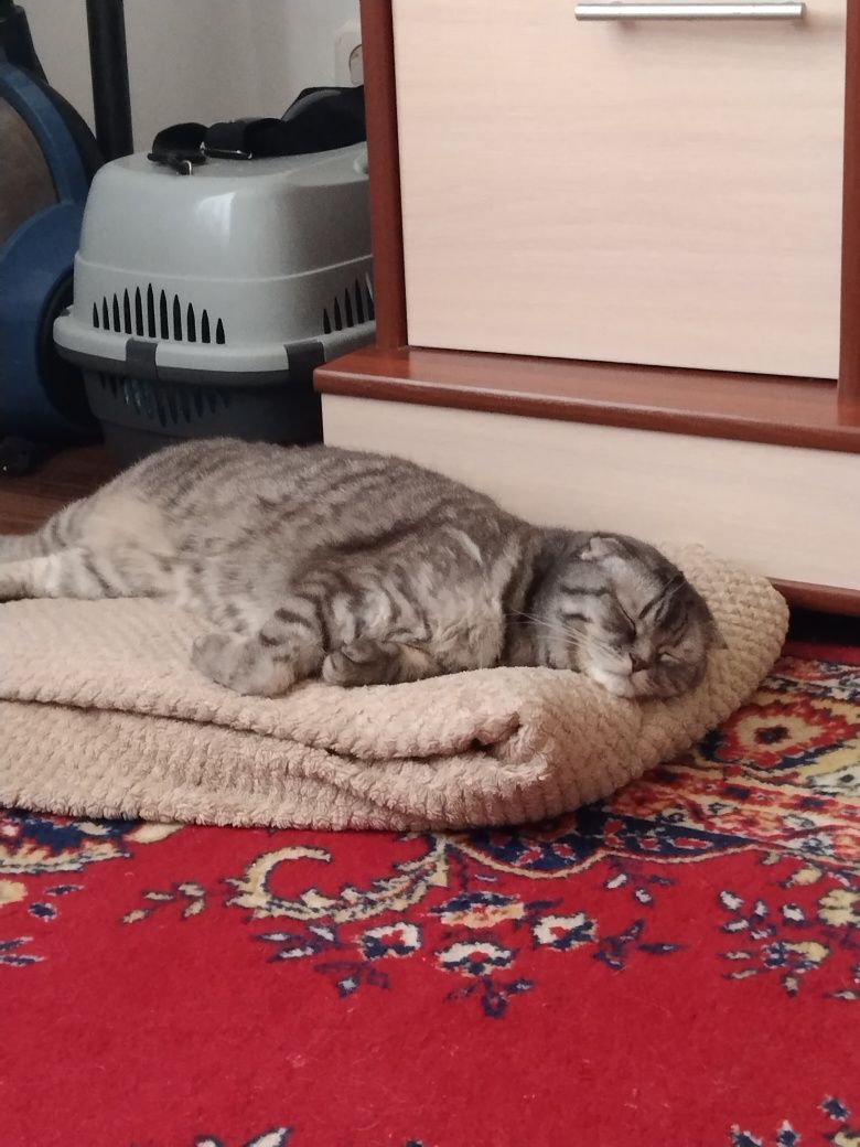Продам шотландскую вислоухую кошку
