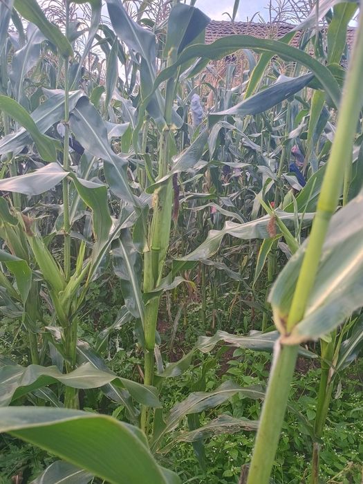 Продавам бяла царевица