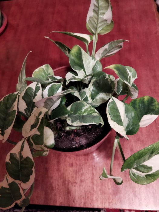 Продам комнатное растение