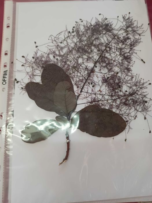 Хербарии (за  ученици и студенти)