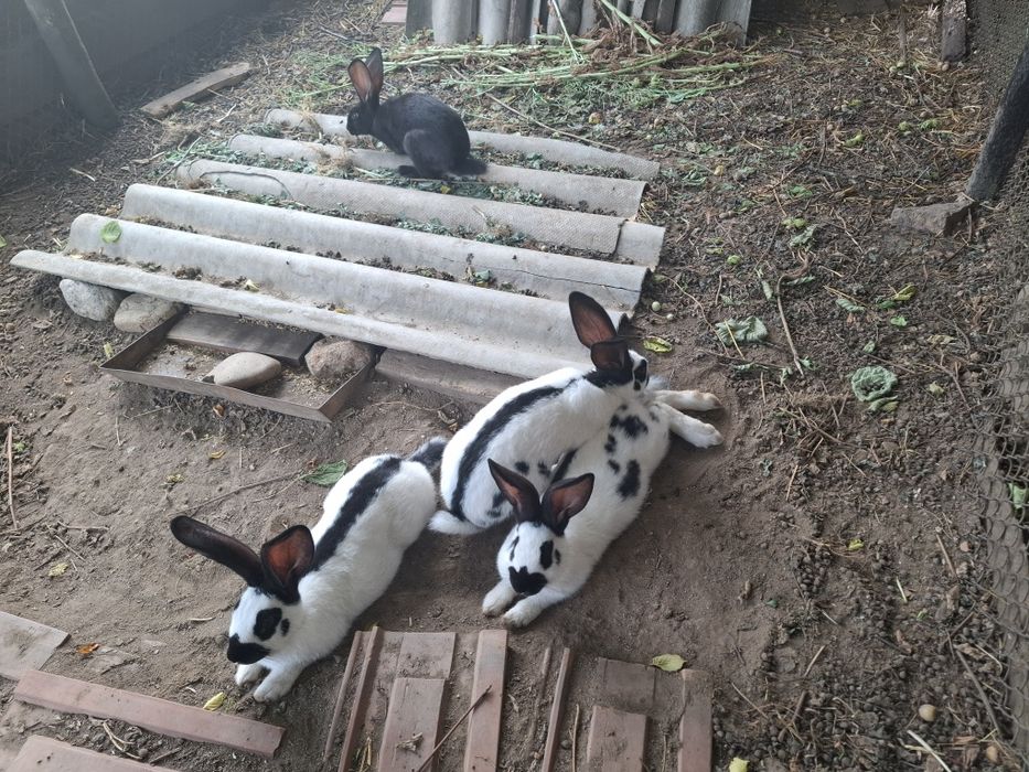 Vând iepuri fluture german rasa pură