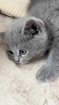 Pisică British Shorthair Blue