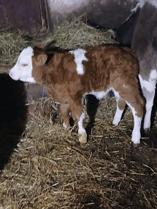 Tăurași de vanzare !