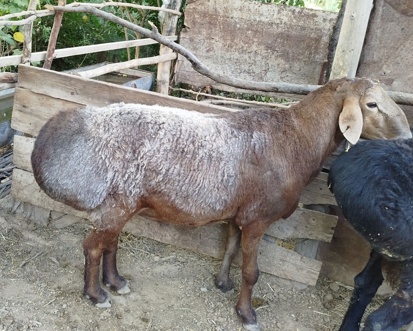Qoʻchqor oʻriqlik uchun