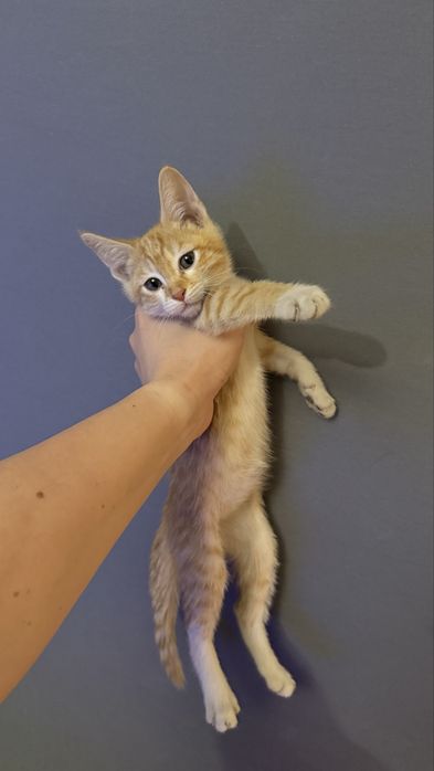 Котенок в добрые руки