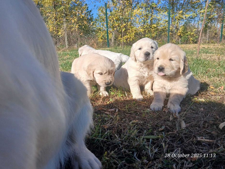 Catei de golden retrivier cu pedigree isi cauta stapan