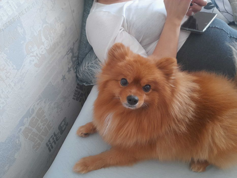 Ищу невесту для шпица немецкого