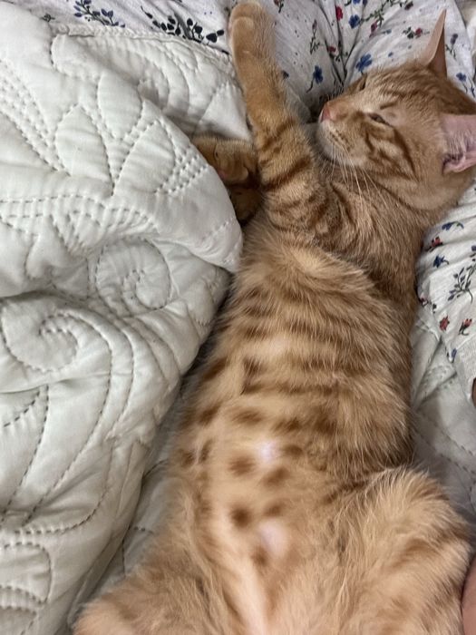 Подарявам мъжко коте на 7 месеца