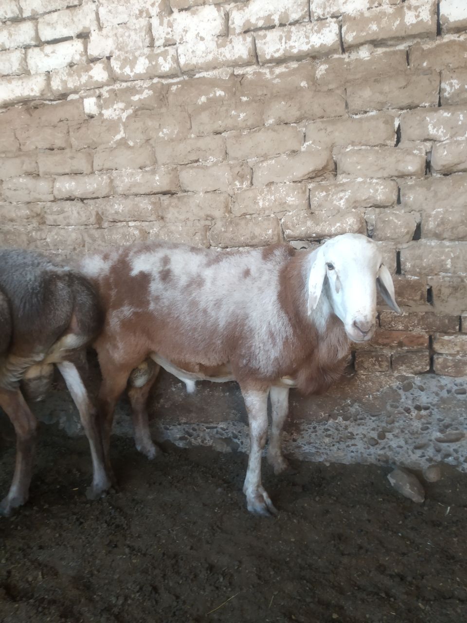 Qochqor qoy arashan zot