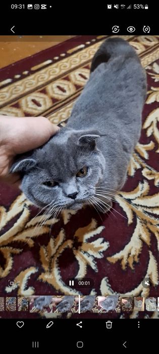 Отдам Бесплатно котёнка, Веслоухий