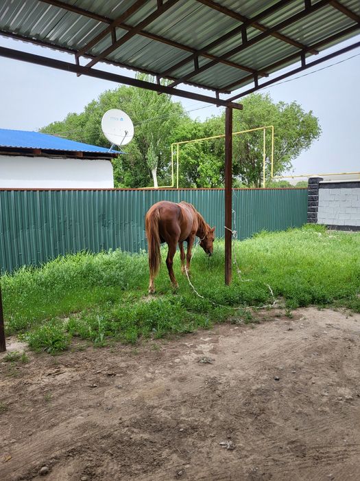10 жасар Айгыр мінгі