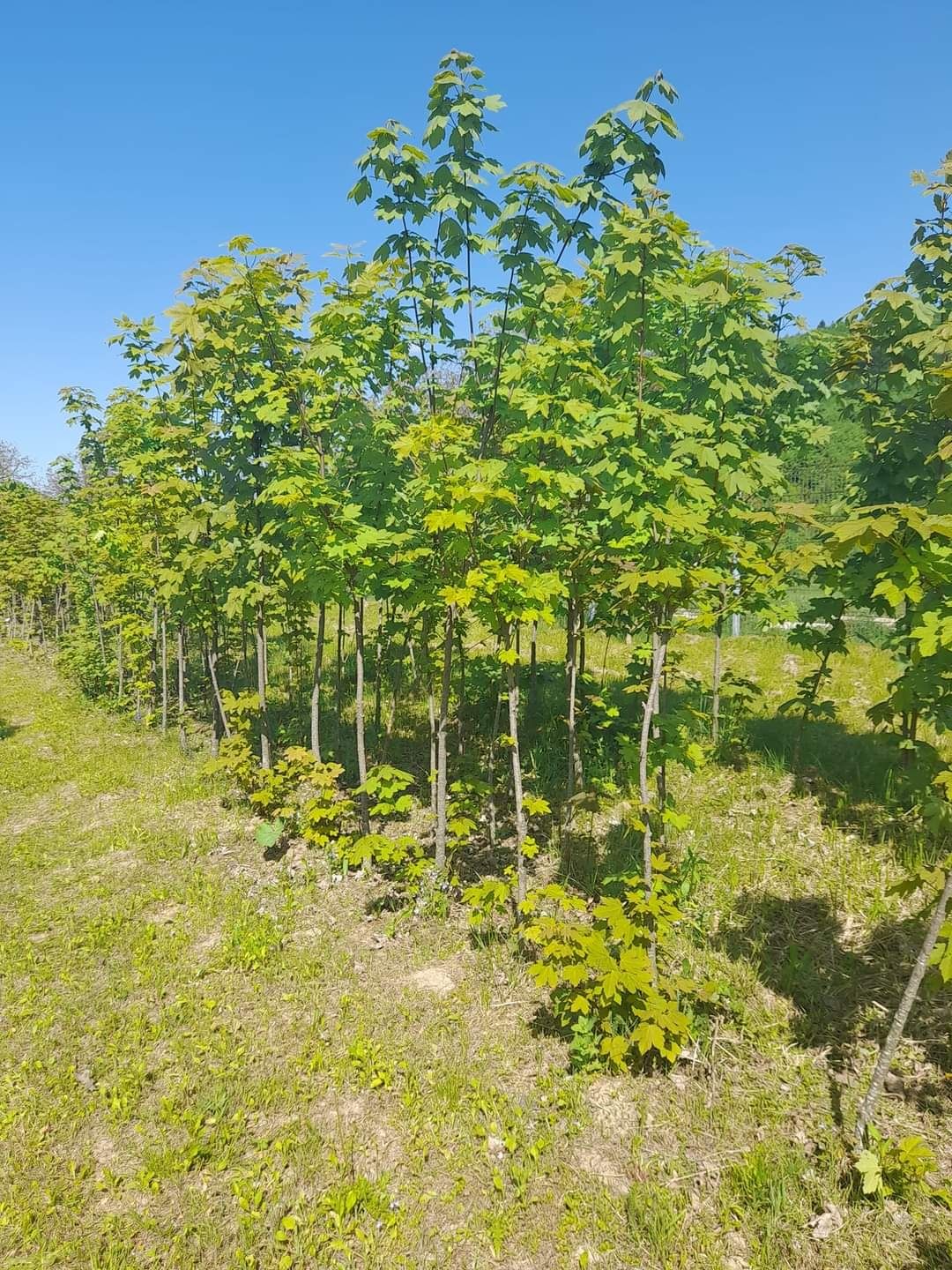 Vând plante ornamentale diferite specii