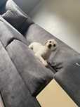 Bichon Frise – 3 fetițe de vis!