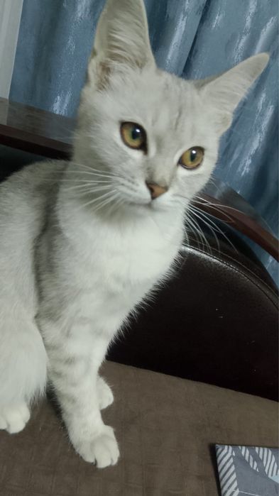 Шотландская прямоухая кошка