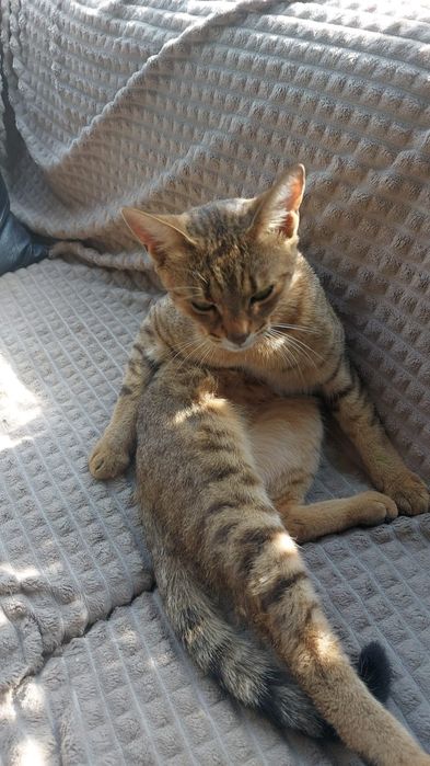 Котик в добрые руки.