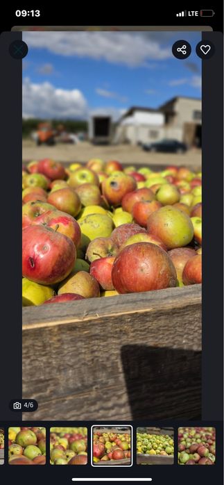 Vand mere de tuica 2025