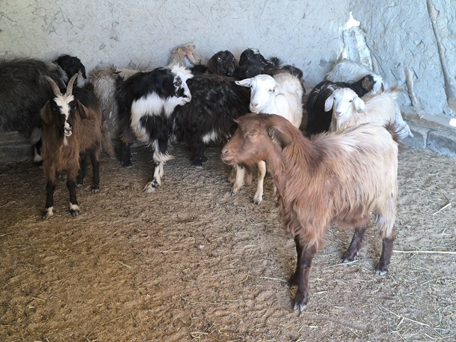 Echki sotiladi bugʻuz