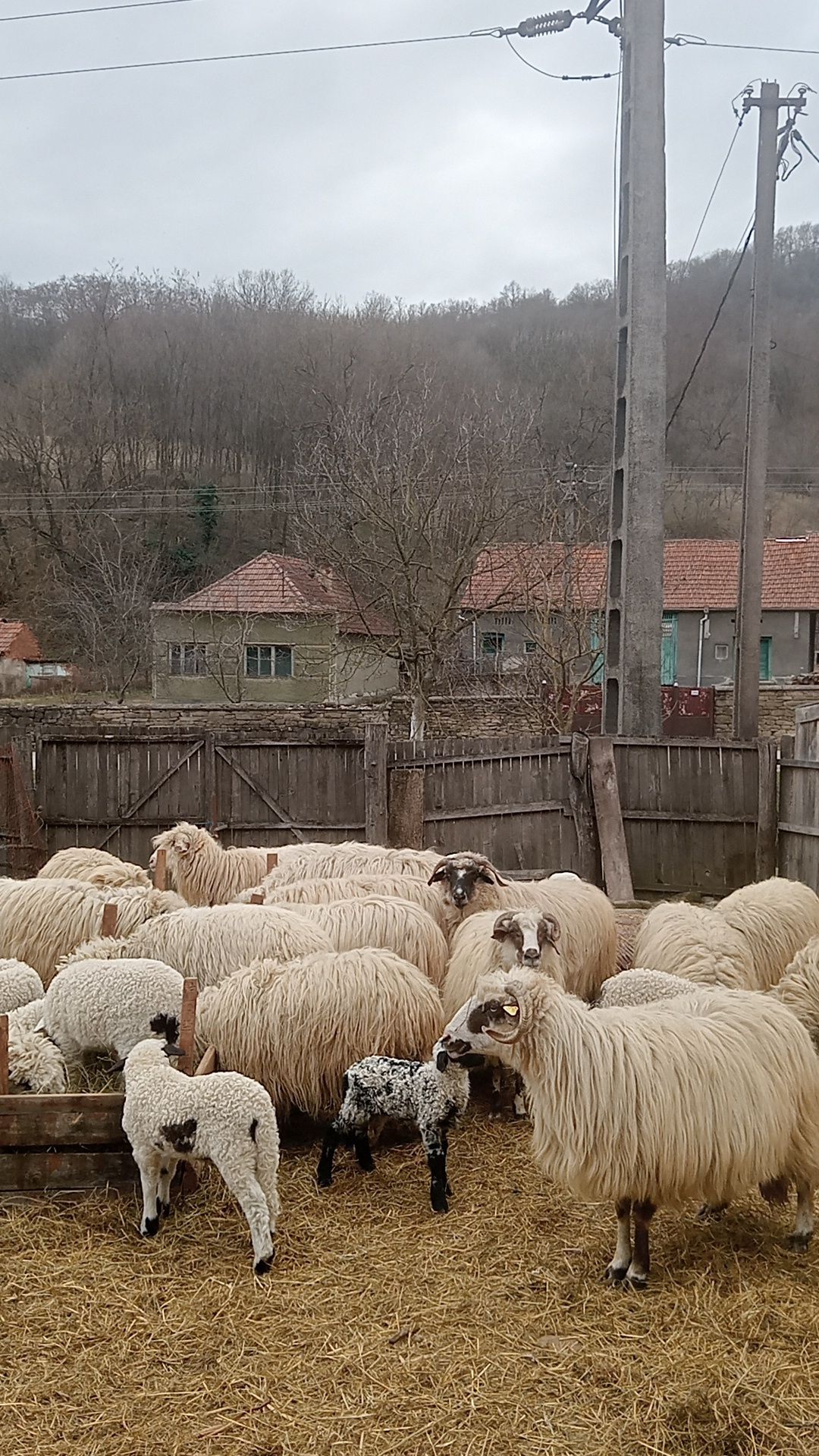 Vând oi și berbec