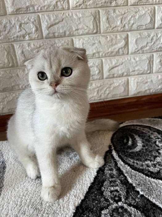 Scotish fold serebro mushuk sotiladi
Og’il bola
(5 oyli) 
Ko’zlari