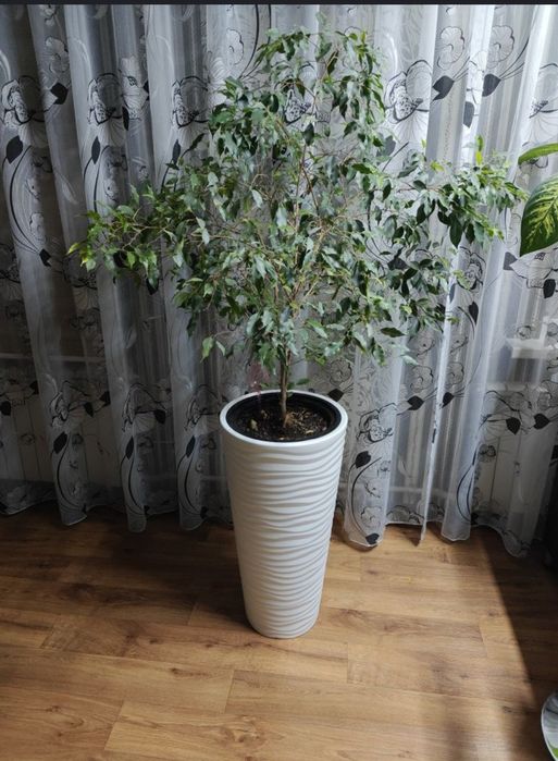 Растение фикус бенжамина