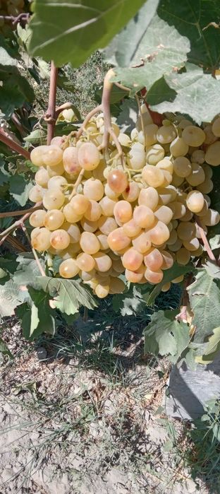 Zõr holatda 1 fura 14 lik karzinkada toyfi uzum bor