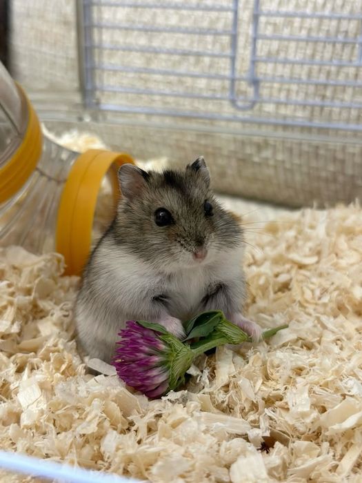 Джунгарики хомяки