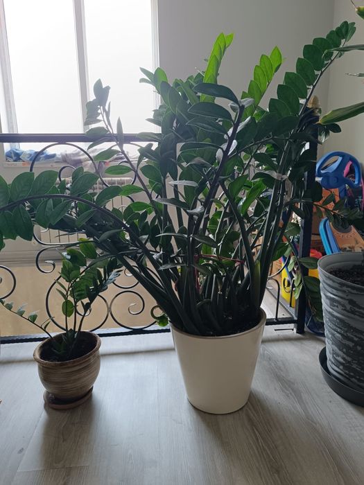 Продам замиокулькас