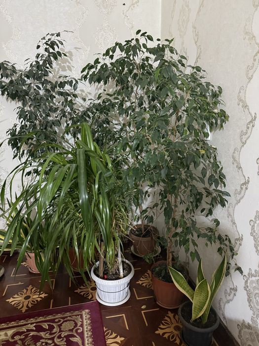 Комнатные растения