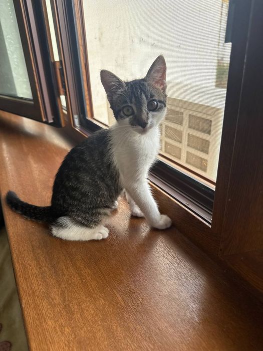 Бесплатно котенок Мурка