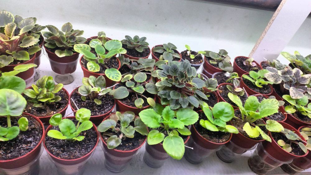 Fiyalka gullari detkasi arzon narxlarda sotiladi