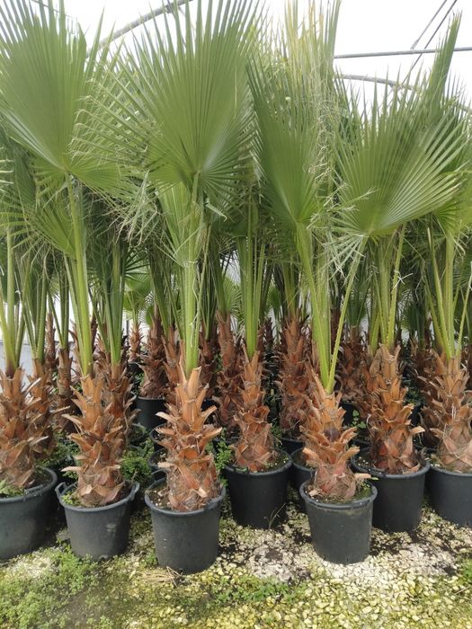 Plante ornamentale