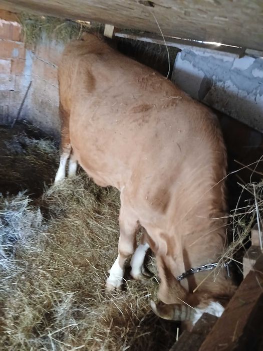 Vând vaca bună de lapte