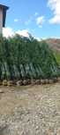 Chiparos Leylandii diferite dimensiuni preț accesibil