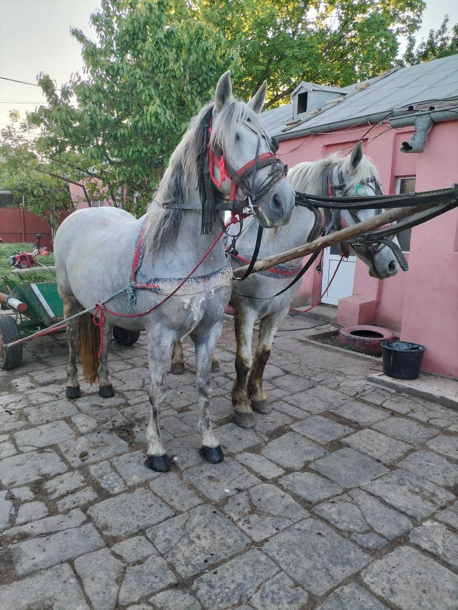 Iapă andaluză gestanta cu frizian