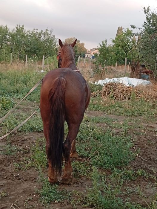 Vand iapa 10 ani