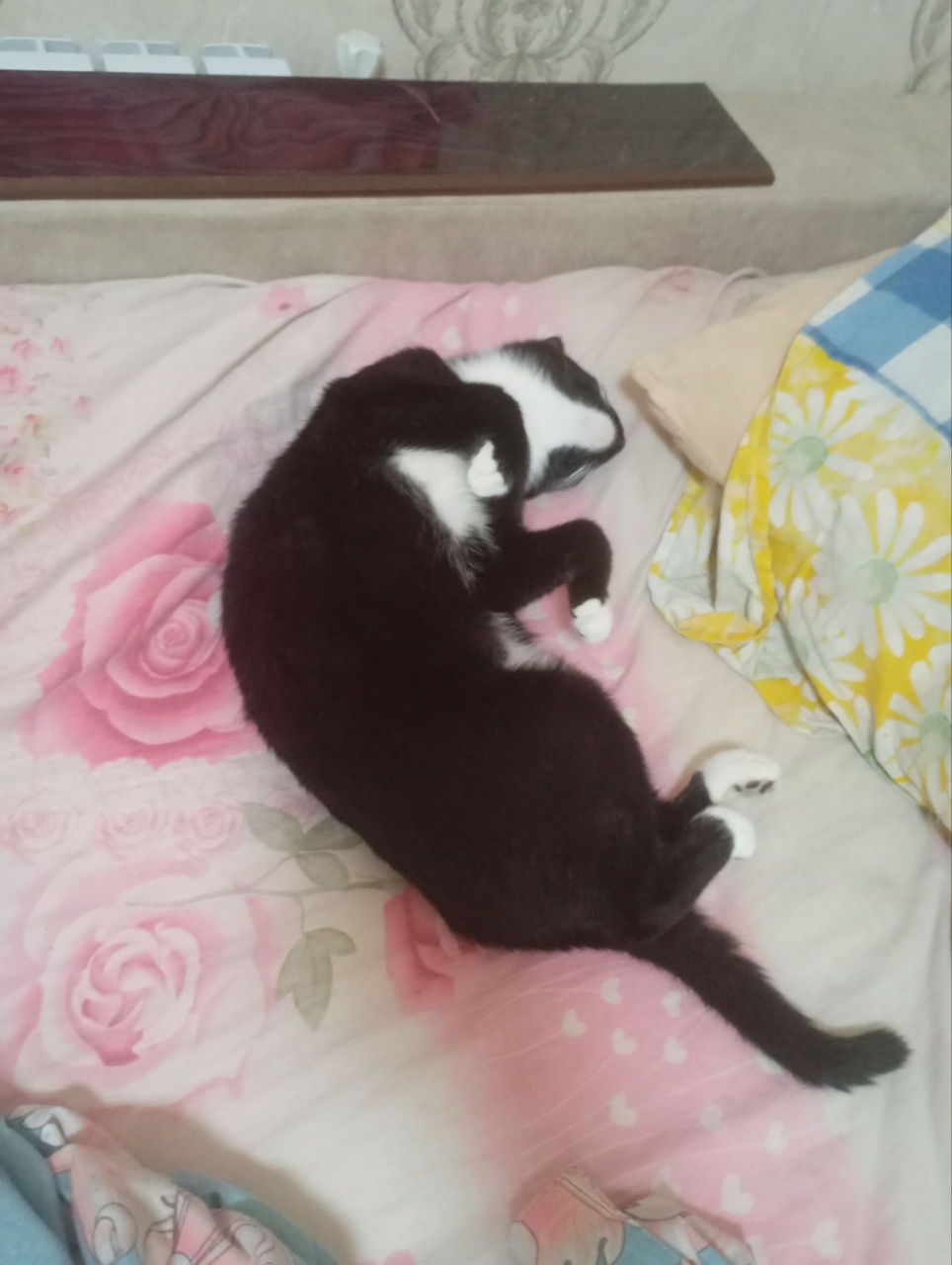 Ищем котика для потомства