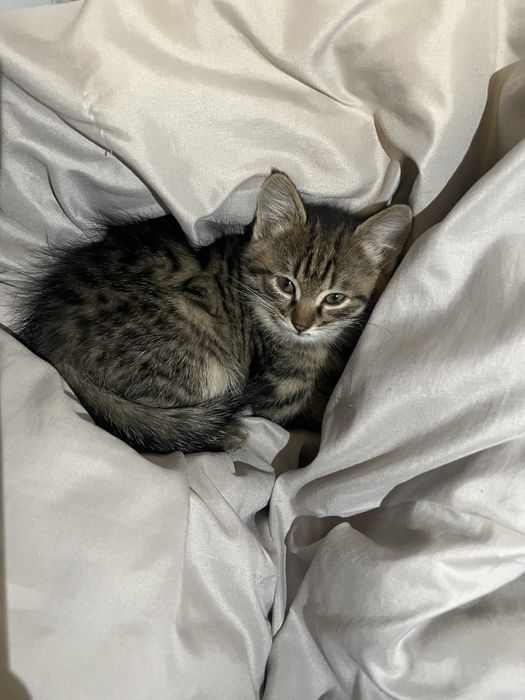 Котенок девочка 2 месяца