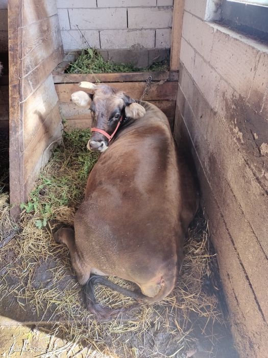 Vând vaca cu vițel