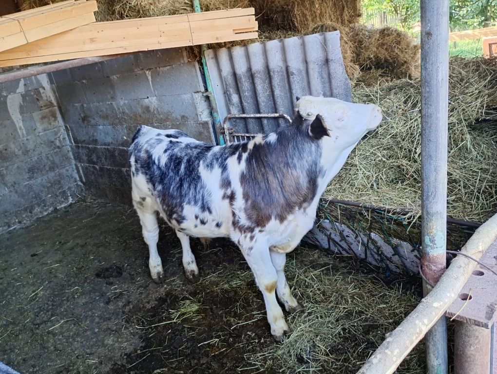 Vând vaca și vitei