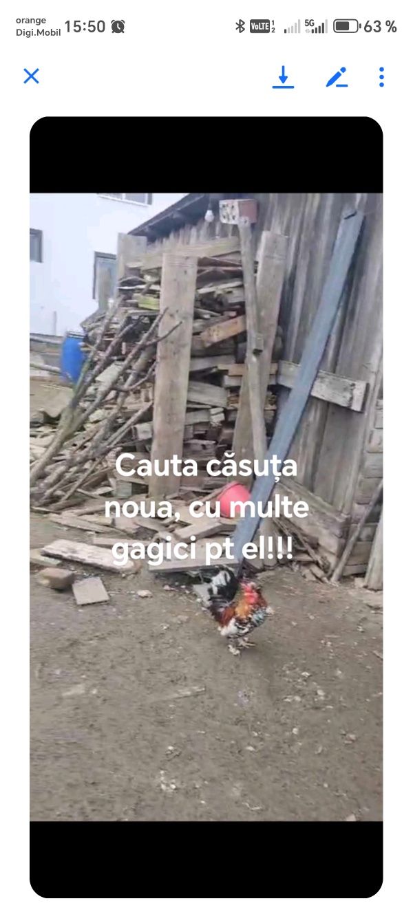 Gaini pitice motate
