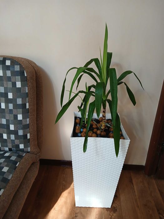 Домашние цветы  срочно