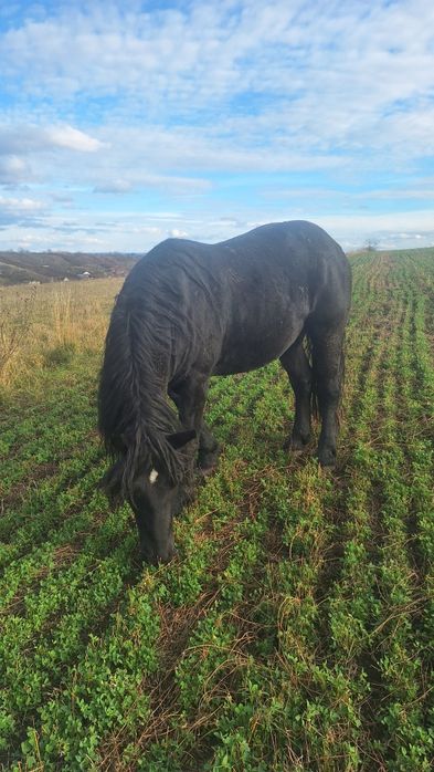 Vind cal negru de 6 ani